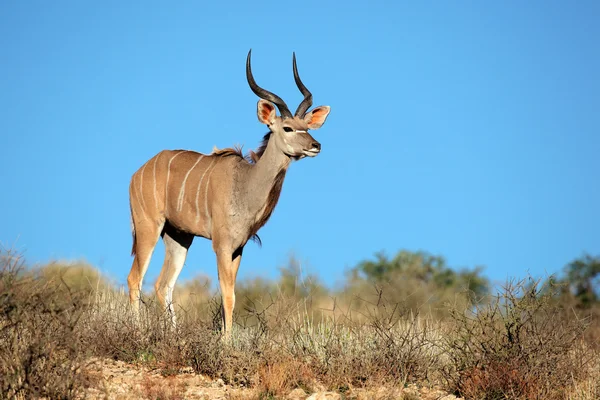stock image Kudu antelope
