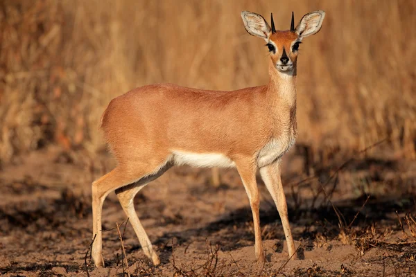 Antilope Steenbok — Photo