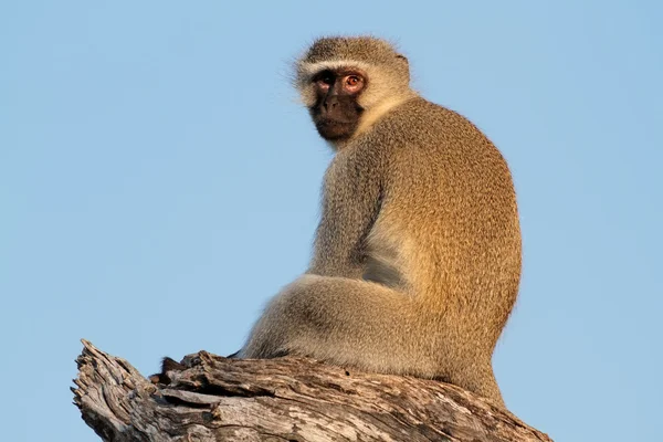stock image Vervet monkey
