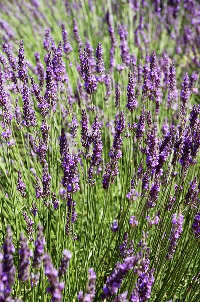 Lavendel. provence, frankreich — Stockfoto