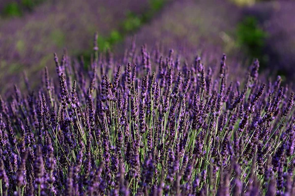 Lavendel. Provence, Frankrike — Stockfoto