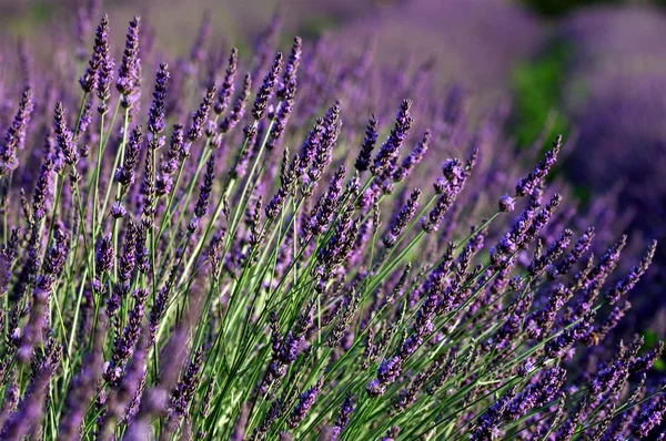 Lavendel. provence, frankreich — Stockfoto