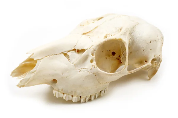 stock image Scull of roe deer