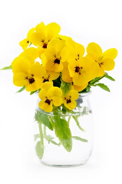 Yellow pansies — Stock Photo, Image