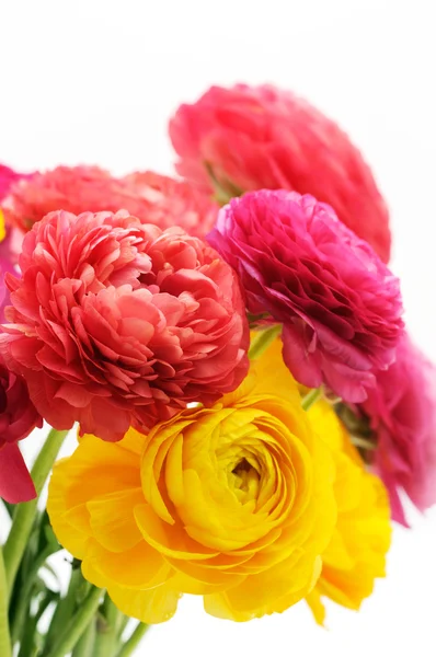 Bouquet di ranuncolo — Foto Stock