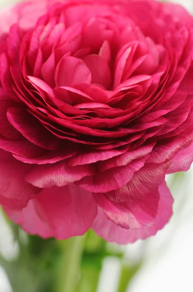 Bouquet di ranuncolo — Foto Stock