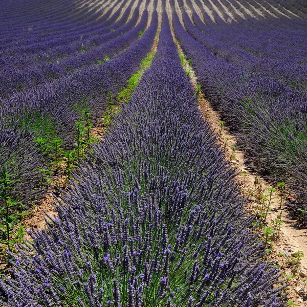 Levandule. Provence, Francie — Stock fotografie