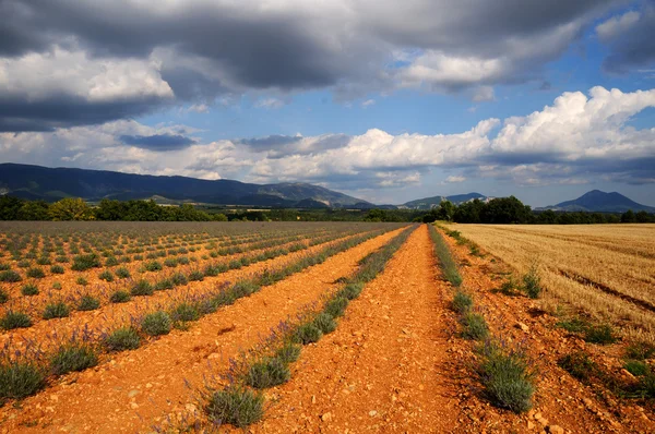 Lavendelvelden, provence, Frankrijk Stockfoto