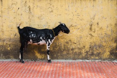 Young goat over grunge yellow wall clipart