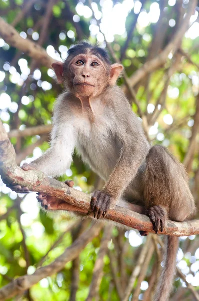 Macaco rhesus - macaca mulatta — Foto de Stock
