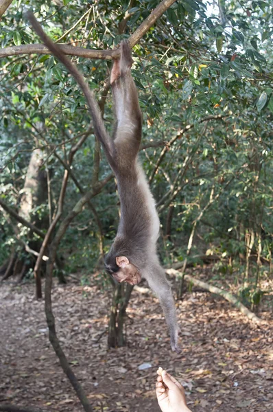 Ρέζους μακάκος - macaca mulatta — Φωτογραφία Αρχείου
