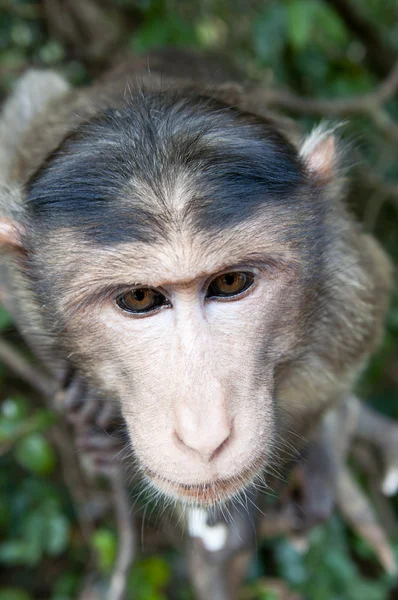 Rhesus Macaque - мулатка макака — стоковое фото