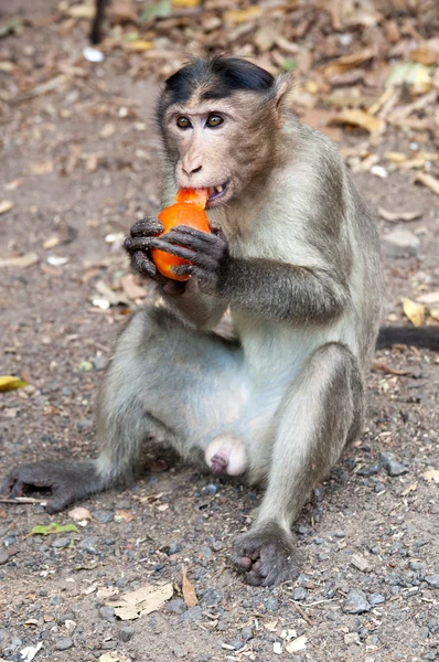 Macaco Rhesus - macaca mulatta — Foto Stock