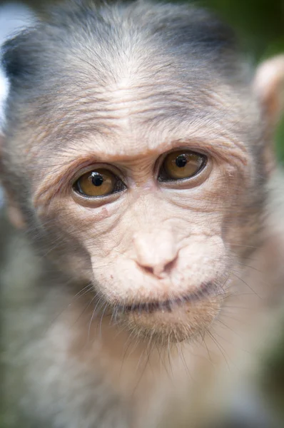 Resusaap - macaca mulatta — Stockfoto