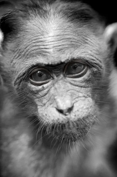 Rhesus Macaque - Macaca mulatta — kuvapankkivalokuva