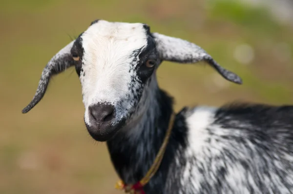 Young goat — Stock Photo, Image