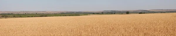 stock image Panorama of wheat field