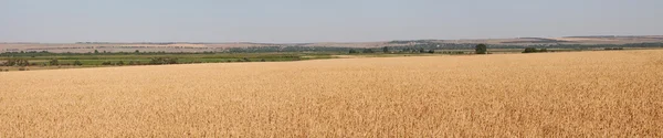 Панорама пшеничного поля — стокове фото