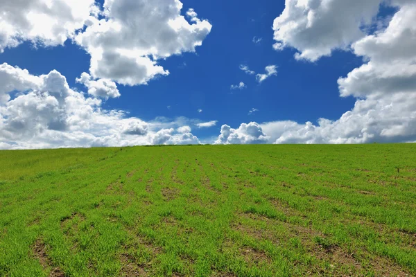 Gräs och sky natur backgrond — Stockfoto