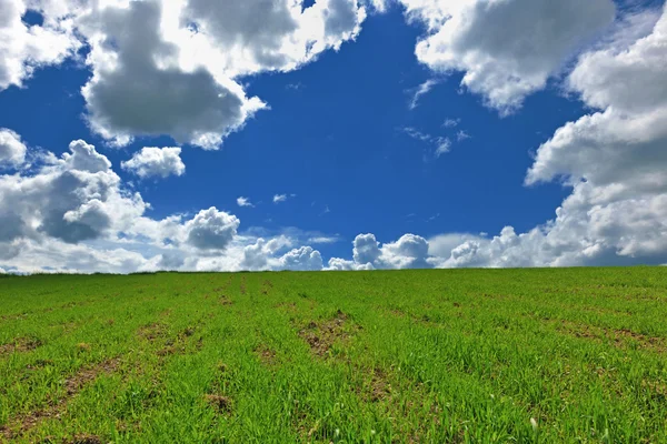Gras en hemel aard backgrond — Stockfoto