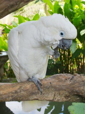 Cockatoo clipart