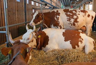 Swiss cow farm clipart