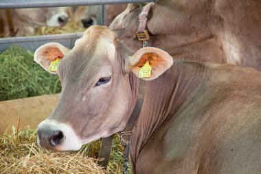 Swiss inek çiftliği