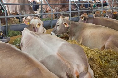 Swiss inek çiftliği