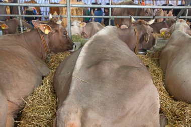 Swiss inek çiftliği