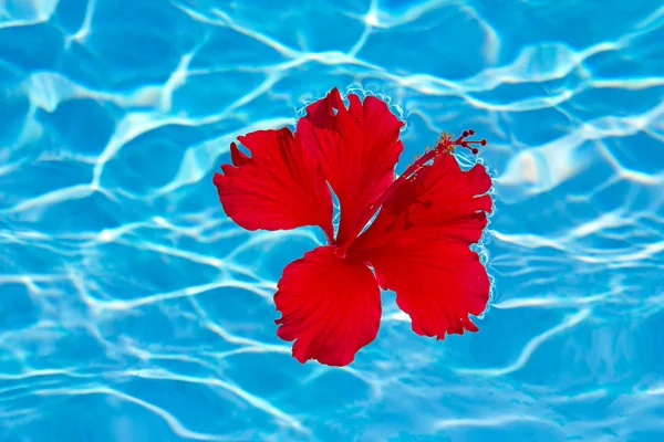 Su üzerinde çiçek — Stok fotoğraf