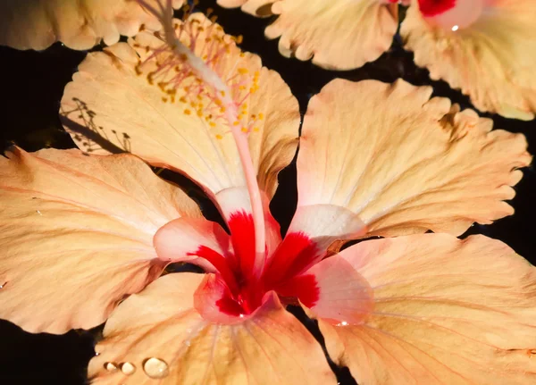 水で熱帯のハイビスカスの花 — ストック写真