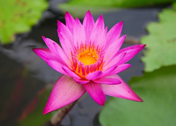 Fialový lotus — Stock fotografie