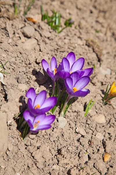 Pergaminos violetas —  Fotos de Stock