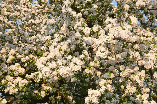 stock image Apple Garden