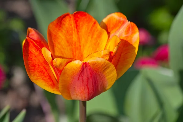 Tulipány — Stock fotografie