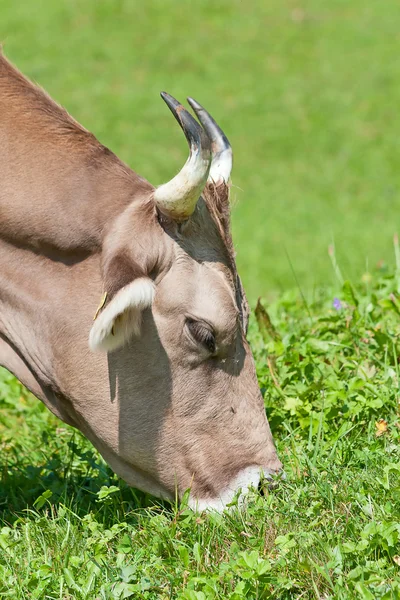 Vaca suiza —  Fotos de Stock