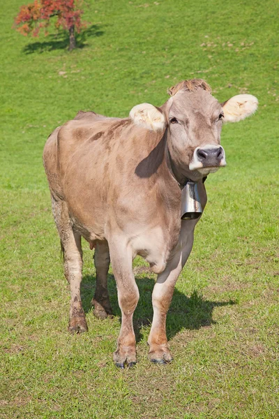 Swiss krowa — Zdjęcie stockowe