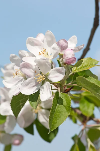 stock image Apple garden