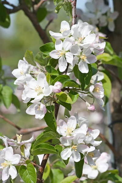 stock image Apple garden