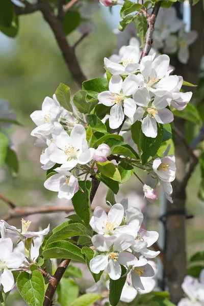 stock image Apple garden