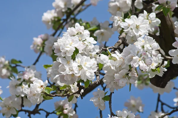 stock image Apple Garden