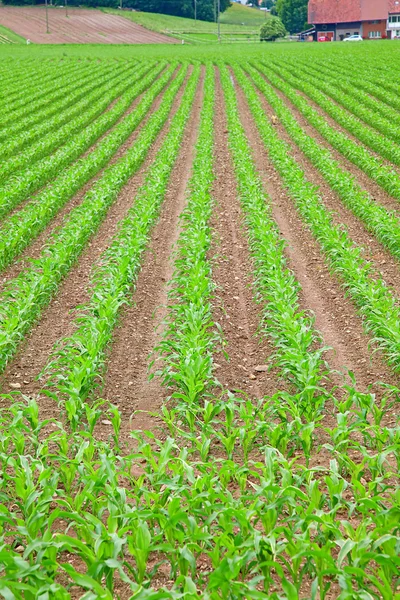 Młody zielony kukurydza — Zdjęcie stockowe