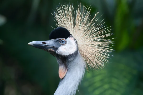 Grey Crowned Cranes — Stock Photo, Image