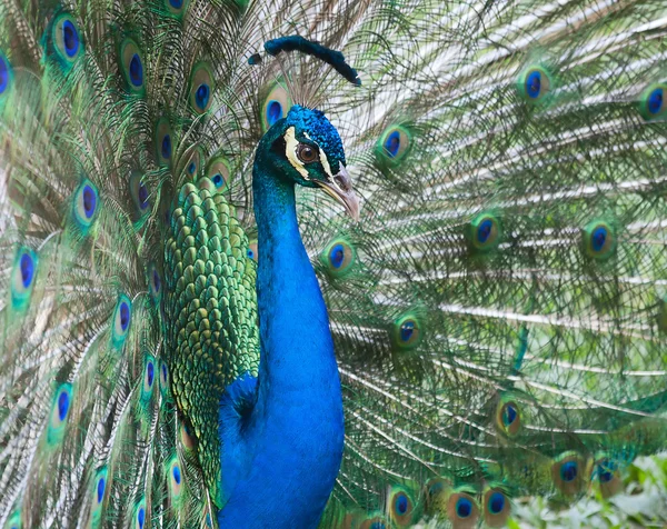 Male peacock — Stock Photo, Image