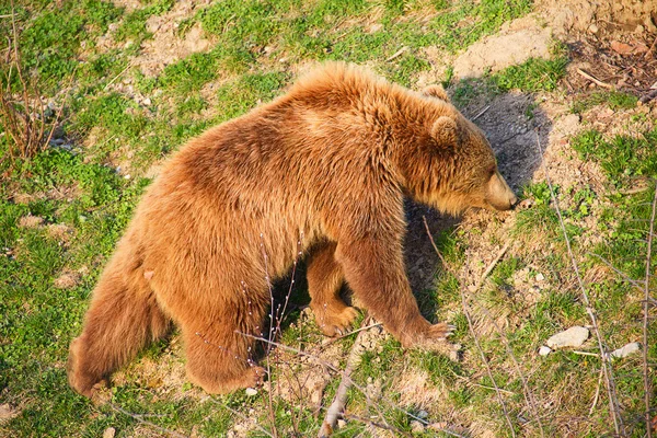 Giovane orso bruno — Foto Stock