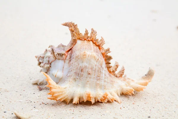 貝殻 — ストック写真