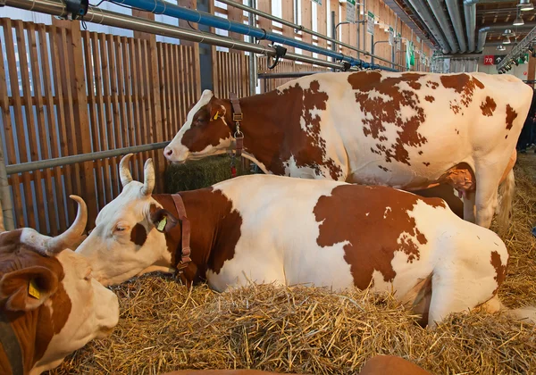 Ελβετική αγελάδα αγρόκτημα — Φωτογραφία Αρχείου