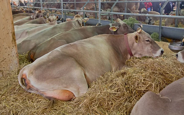Swiss cow farm — Stock Photo, Image