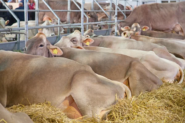 स्विस गाय शेती — स्टॉक फोटो, इमेज