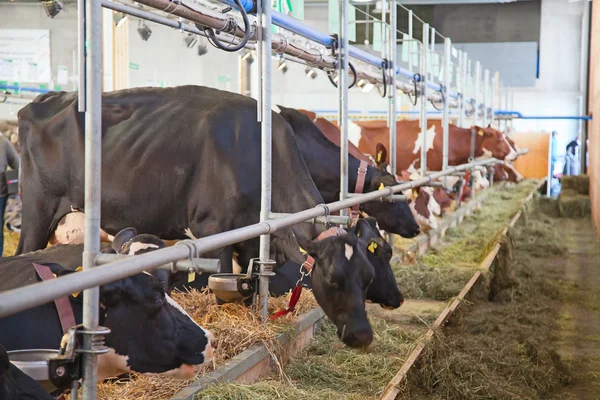 Schweizisk ko gård — Stockfoto